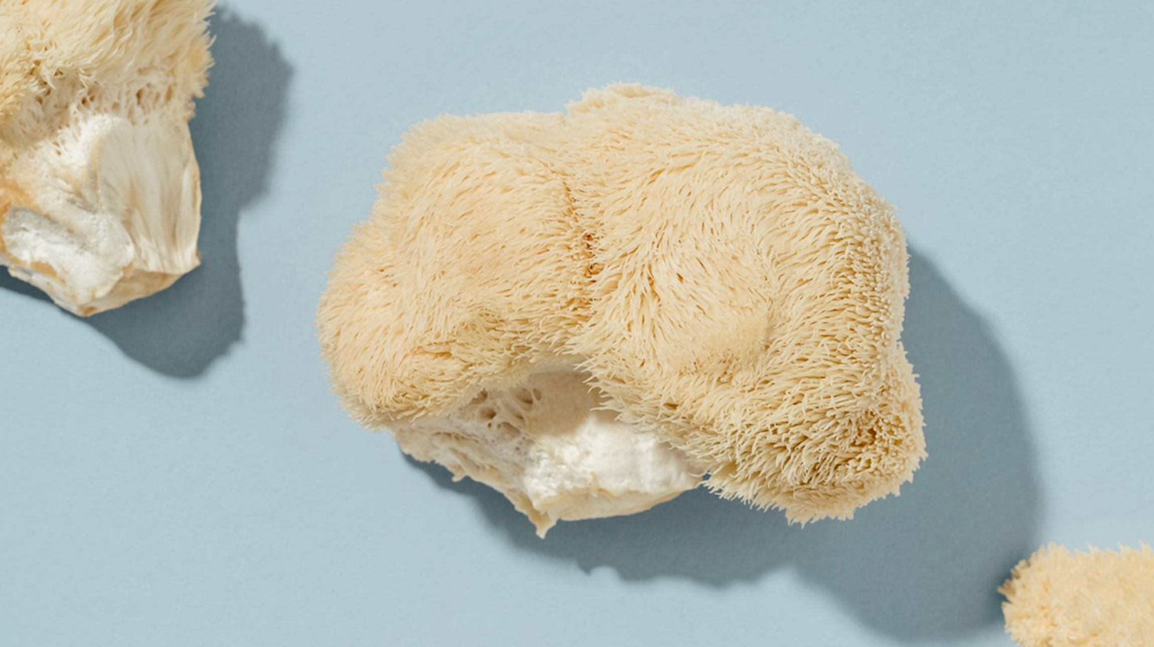 Lions Mane Mushroom in blue background 