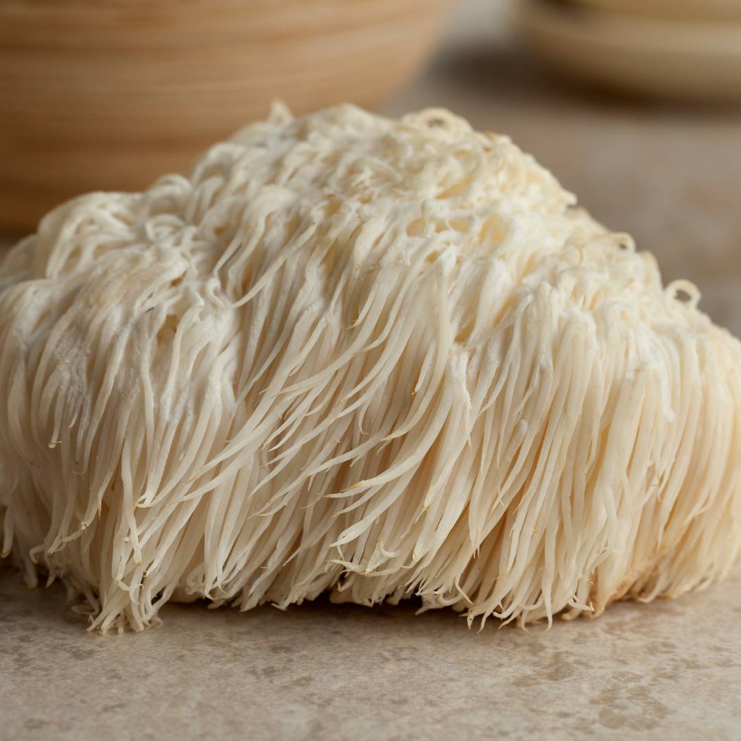 Lion's mane mushroom close up