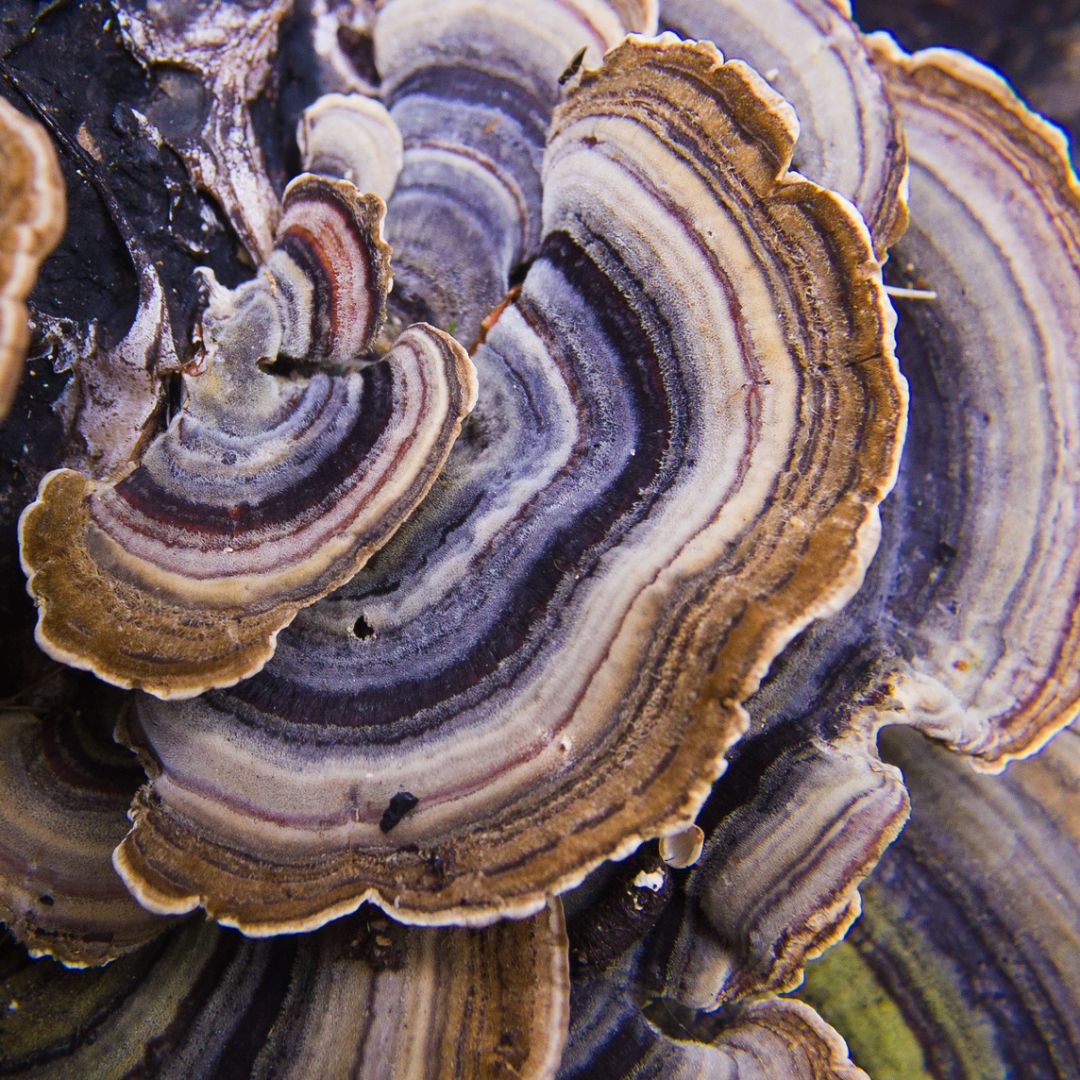 Beautiful Turkey tail mushroom growing on a tree